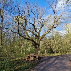 laut.fm - tomesvanderose